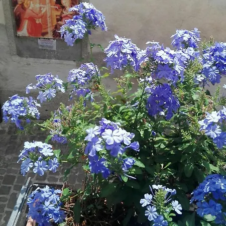 Palazzetto Bentivoglio